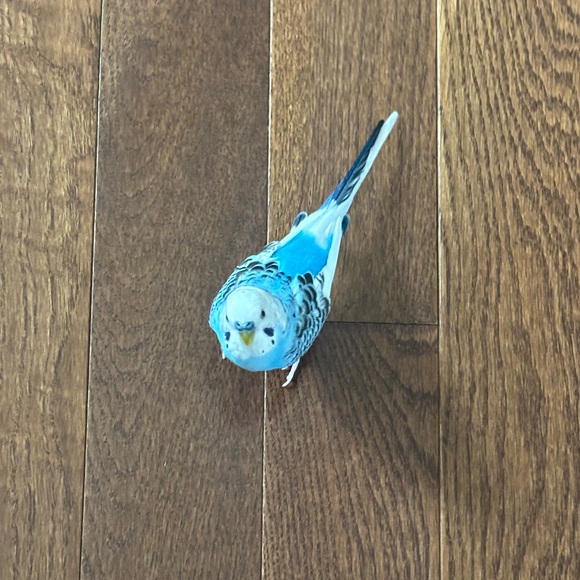 birblover21